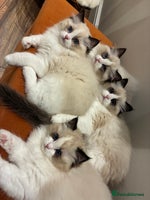 Ragdoll cats Gorgeous Ragdoll Kittens - Royal Raggies - Advert 2