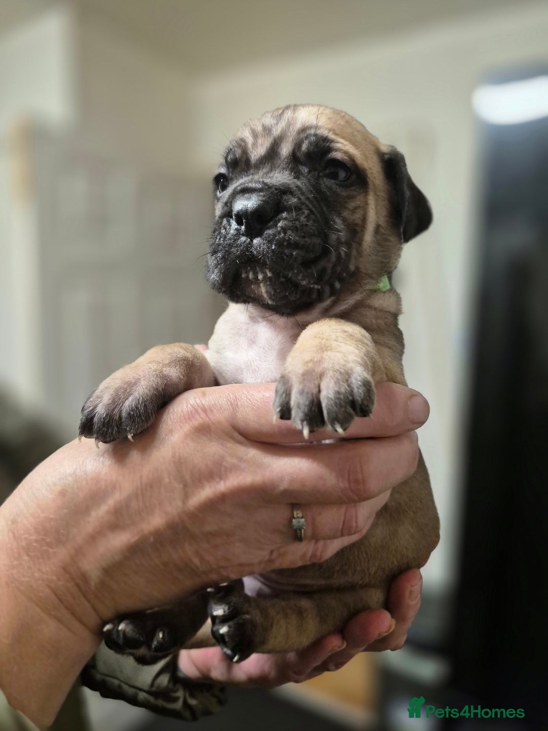 Cane Corso dogs for sale: Mum (3/4 cane corse) Dad (Full Cane corso)KANO - Advert 3