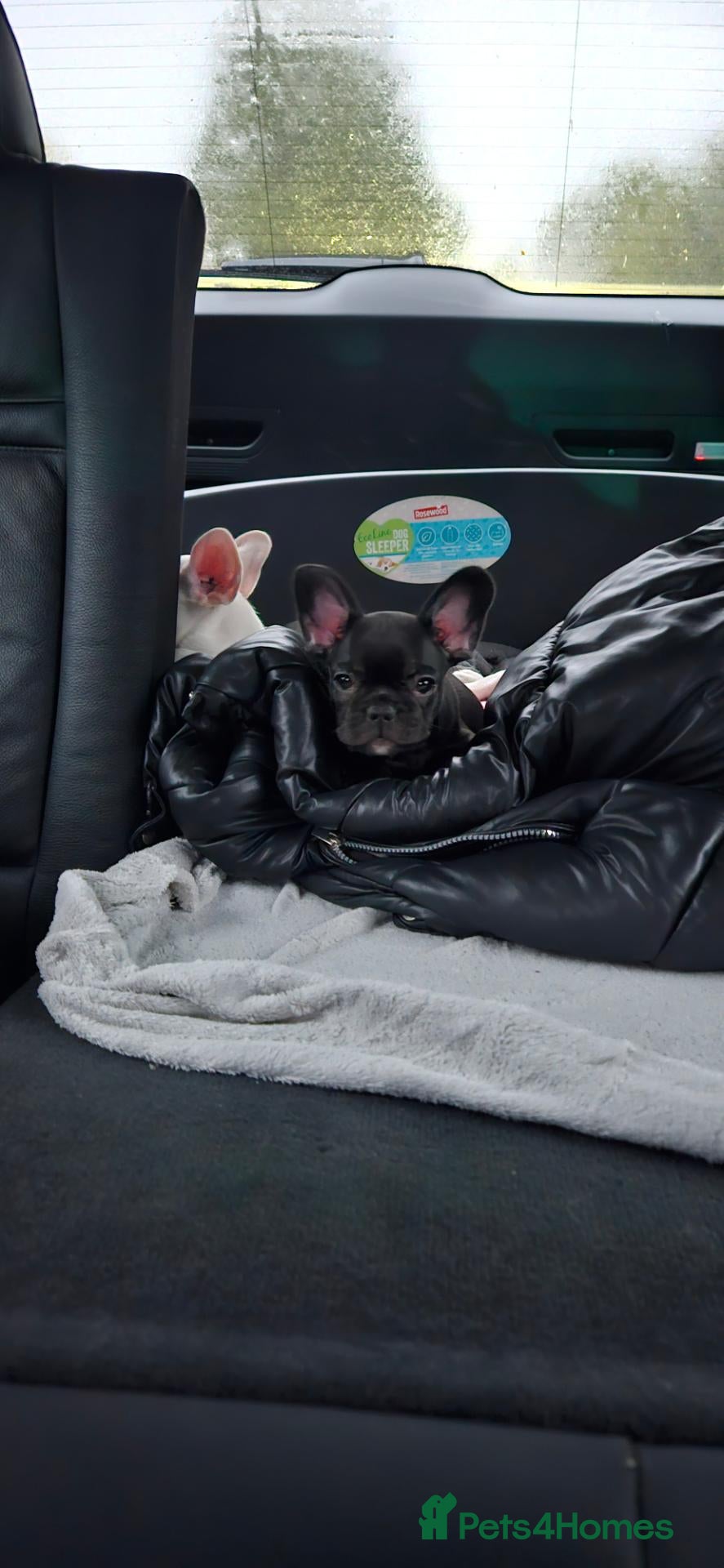 French Bulldog dogs for sale: 🐶 1 beautiful girl looking for a lovely home - Advert 1
