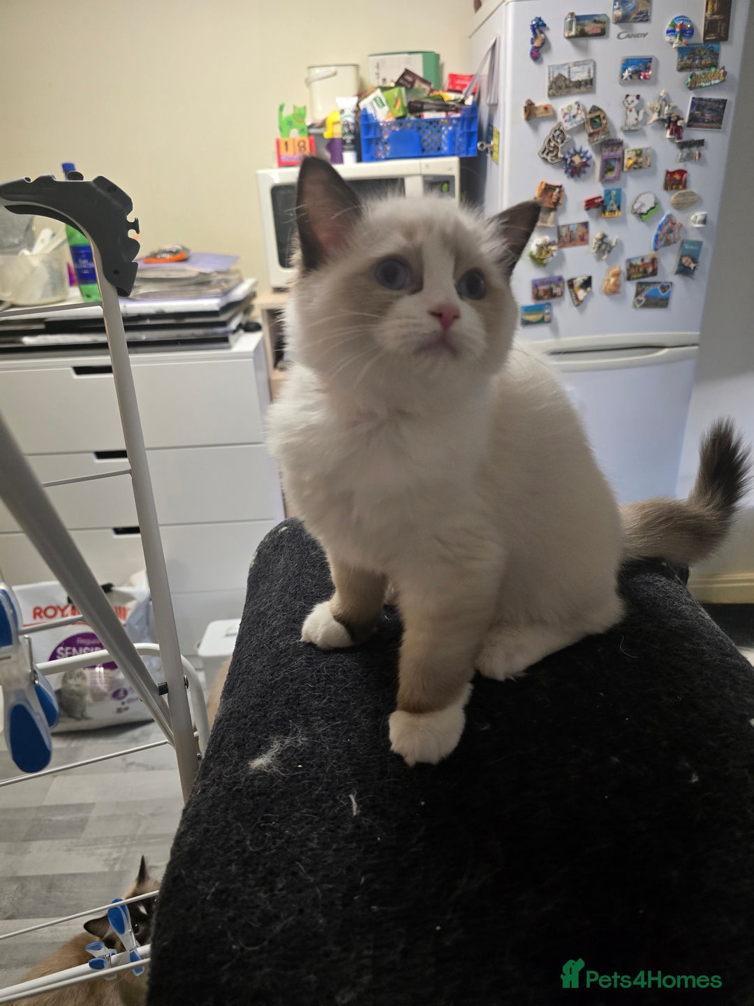 Ragdoll cats for sale: Gccf registered little Queens available 🥰 - Advert 20