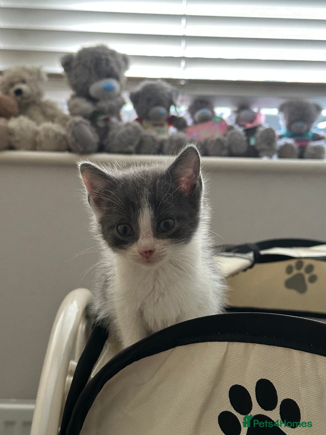 Mixed Breed cats for sale: Mixed breed kittens  - Image 8