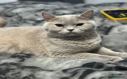 British Shorthair cats for sale: British Shorthair lilac female  - Image 3
