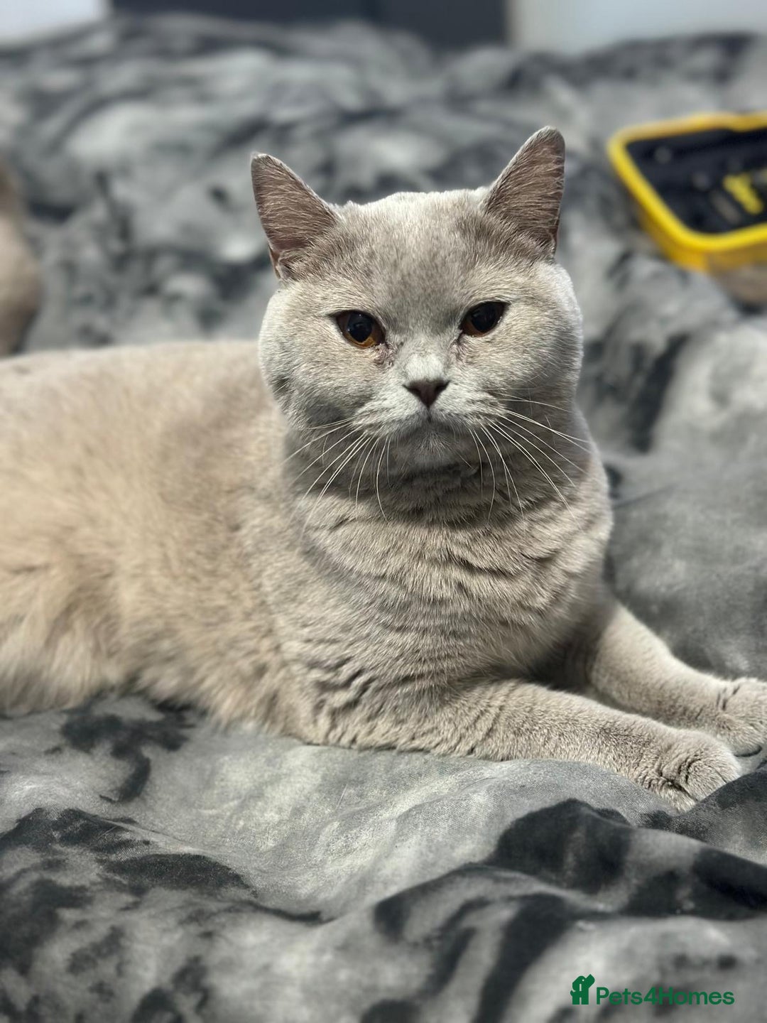 British Shorthair cats for sale: British Shorthair lilac female  - Image 3