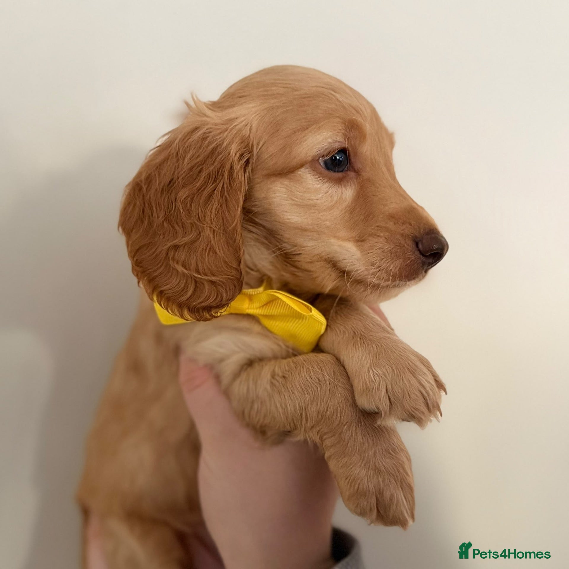 Cockapoo dogs for sale: READY TO LEAVE - 1 Male Cockapoo  - Advert 1