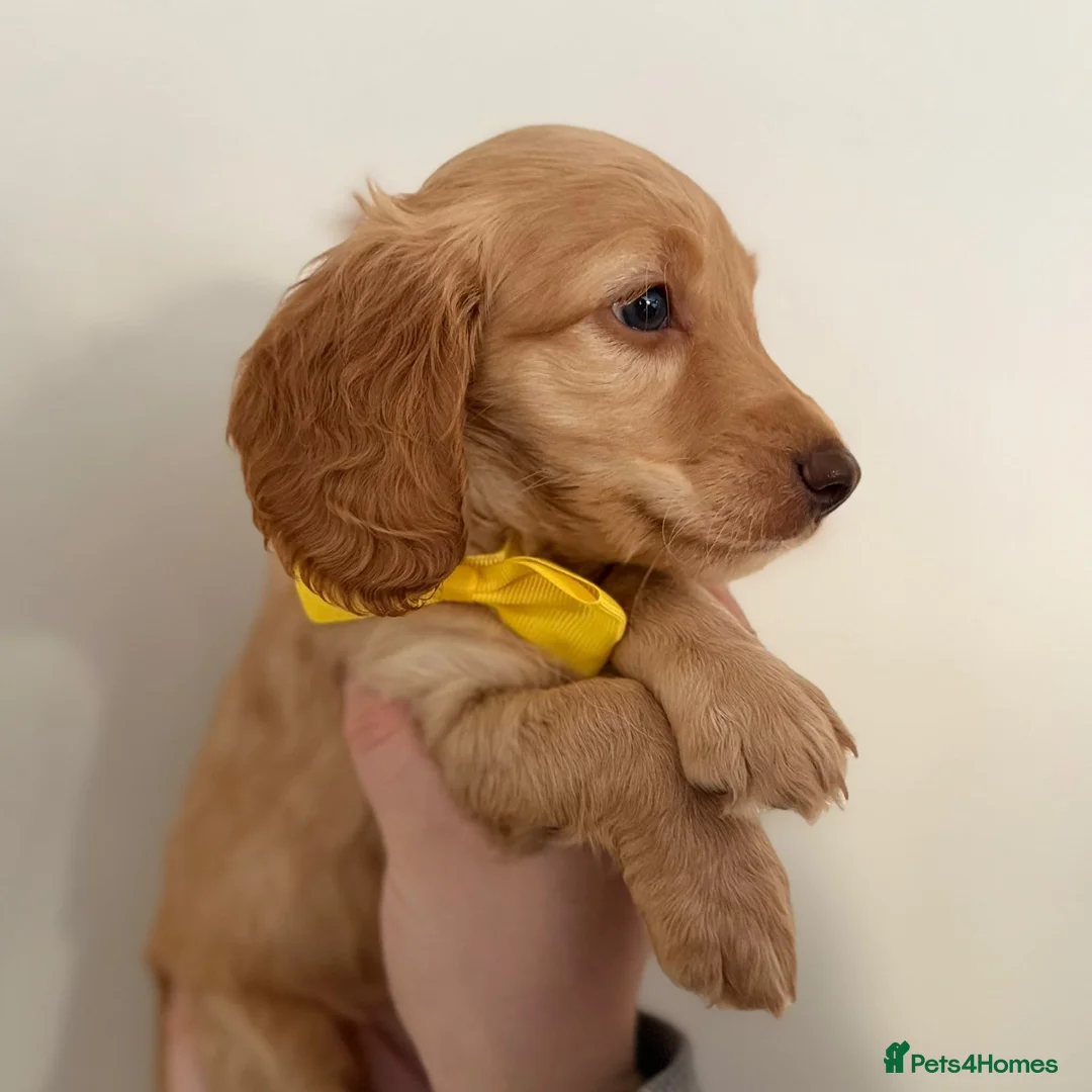 Cockapoo dogs for sale: READY TO LEAVE - 1 Male Cockapoo  - Advert 1