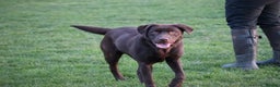 Labrador Retriever dogs for sale: Chocolate lab female  - Advert 1