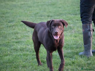 Labrador Retriever dogs Chocolate lab female - Advert 1