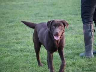 Labrador Retriever dogs Chocolate lab female - Advert 13