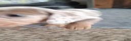 Miniature Dachshund dogs for sale: Outstanding KC Reg Mini Dachshund Puppies   in Wigan - Advert 26