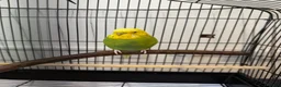 Budgerigars birds for sale: Male Budgerigar it ‘s name is Miço in Chester - Advert 4
