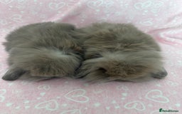 Mini Lion Lop rabbits for sale: Gorgeous fluffy little mini lion lop baby bunny’s  - Advert 12