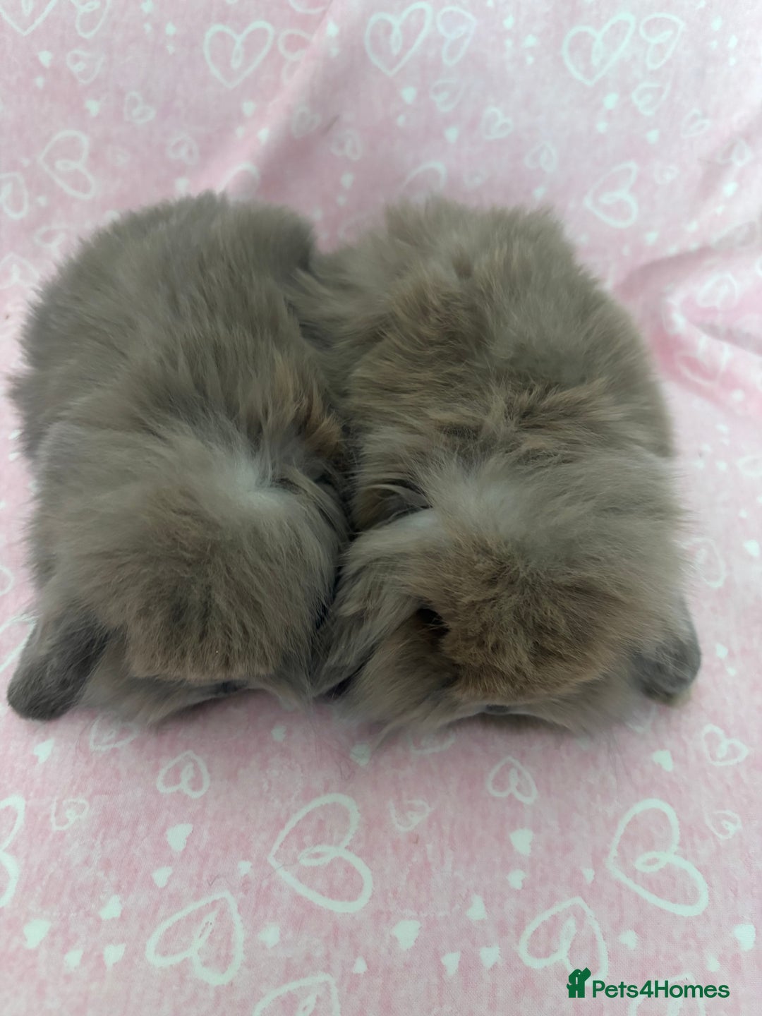 Mini Lion Lop rabbits for sale: Gorgeous fluffy little mini lion lop baby bunny’s  - Advert 12