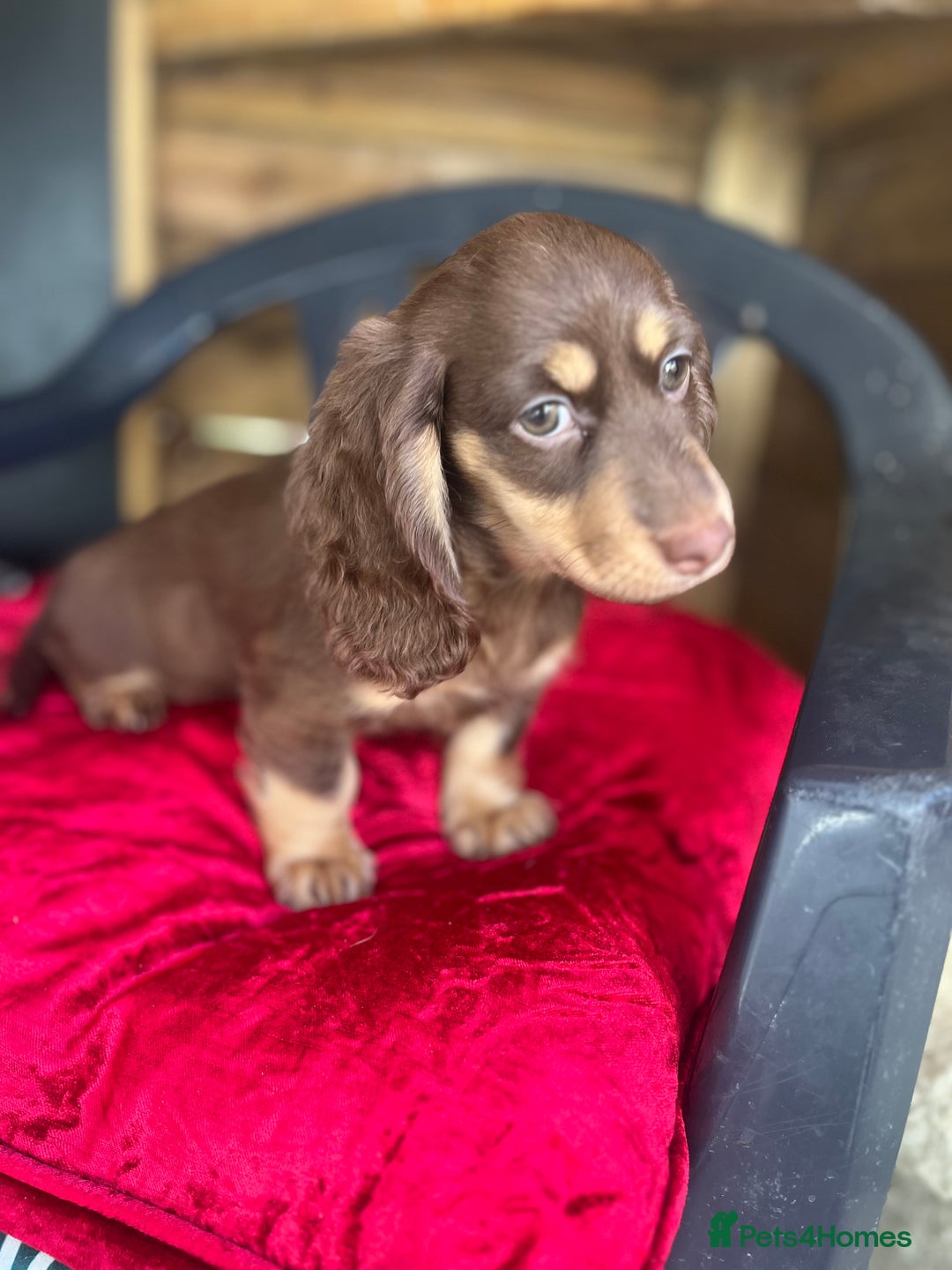 Miniature Dachshund dogs for sale: Miniture long haired daschund pups  - Image 2