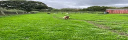 Goats livestock for sale: Pygmy goats for sale in Stoke-on-Trent - Advert 8