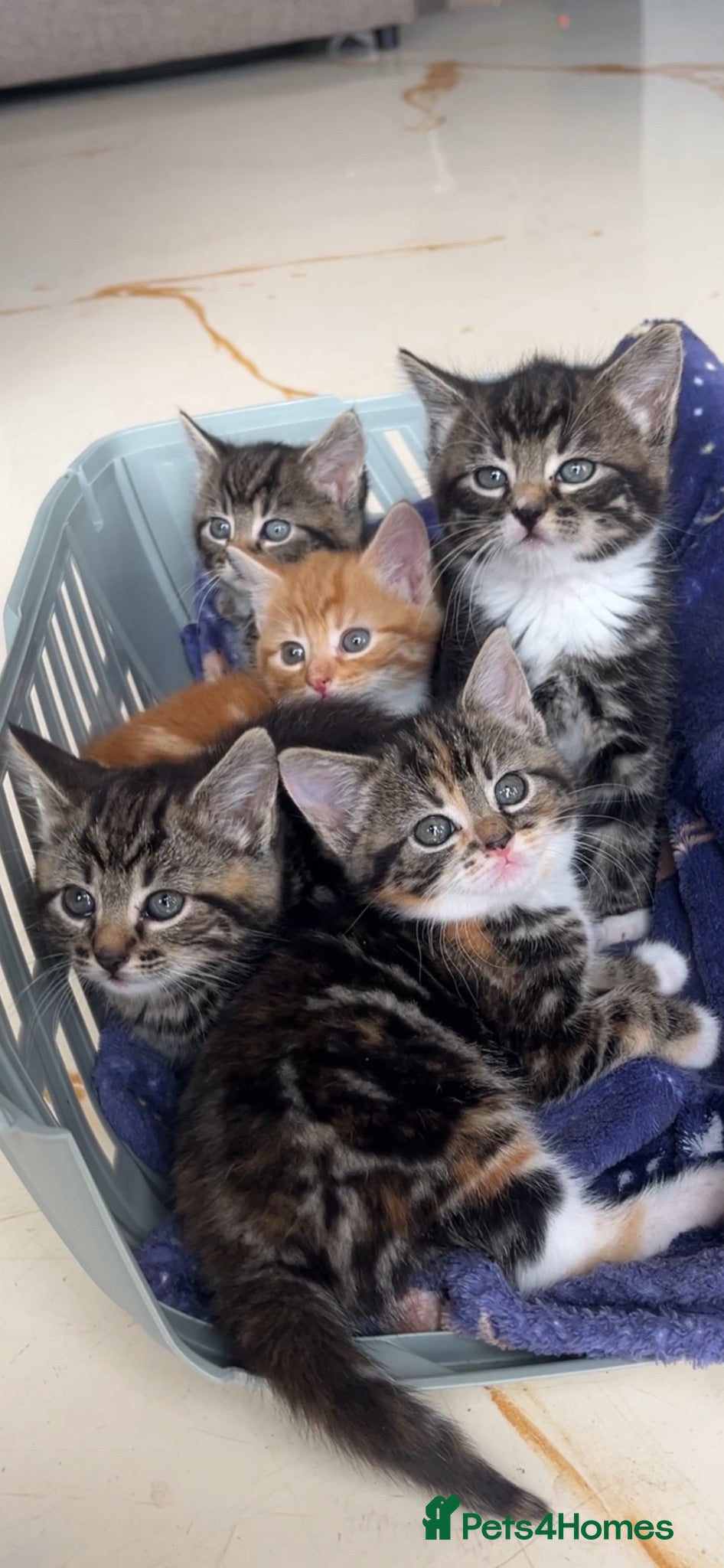 Mixed Breed cats ** Beautiful kittens ** - Advert 9