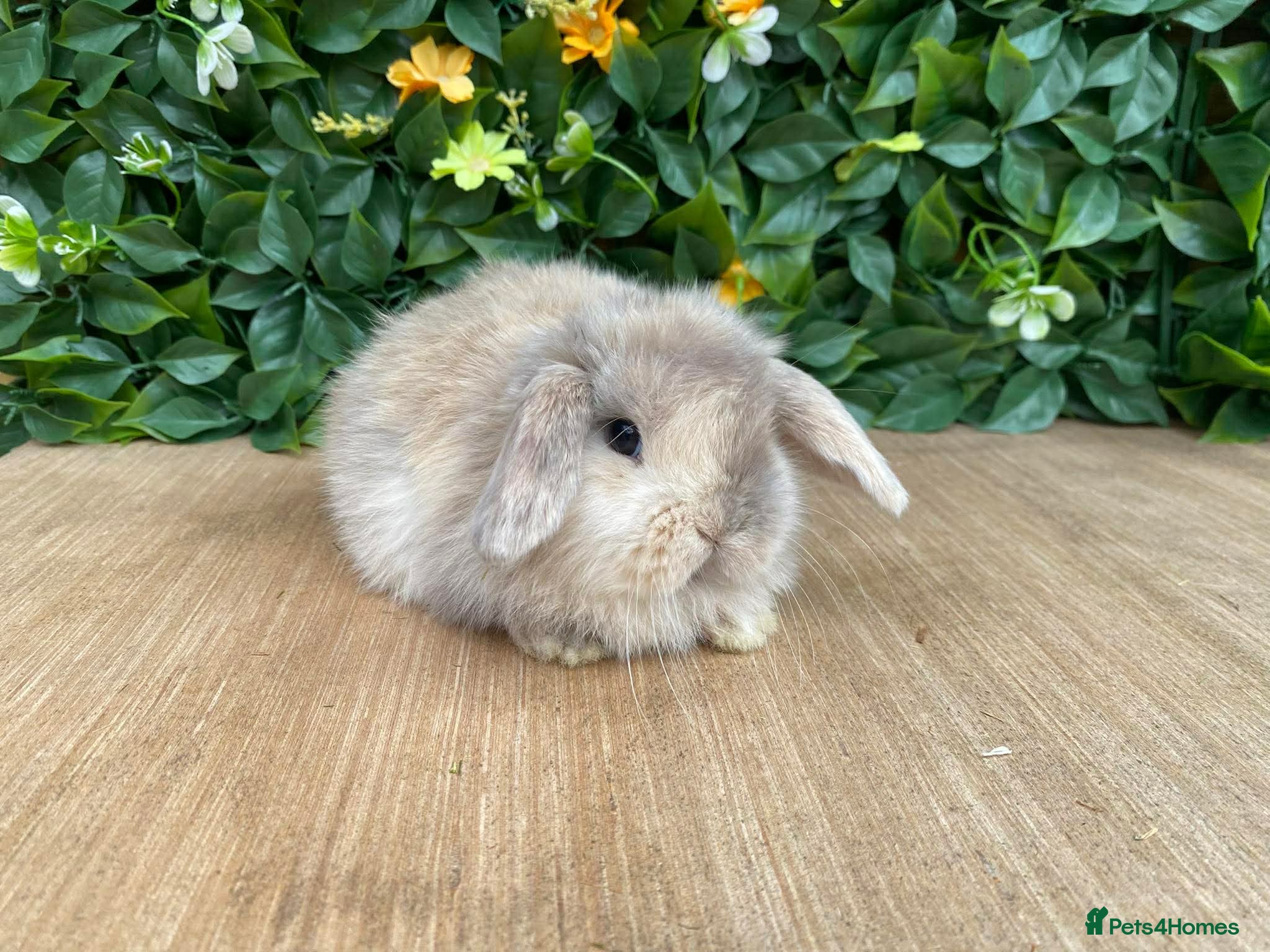 Mini Lop rabbits Mini lop bucks  - Advert 14