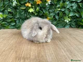 Mini Lop rabbits Mini lop bucks - Advert 1