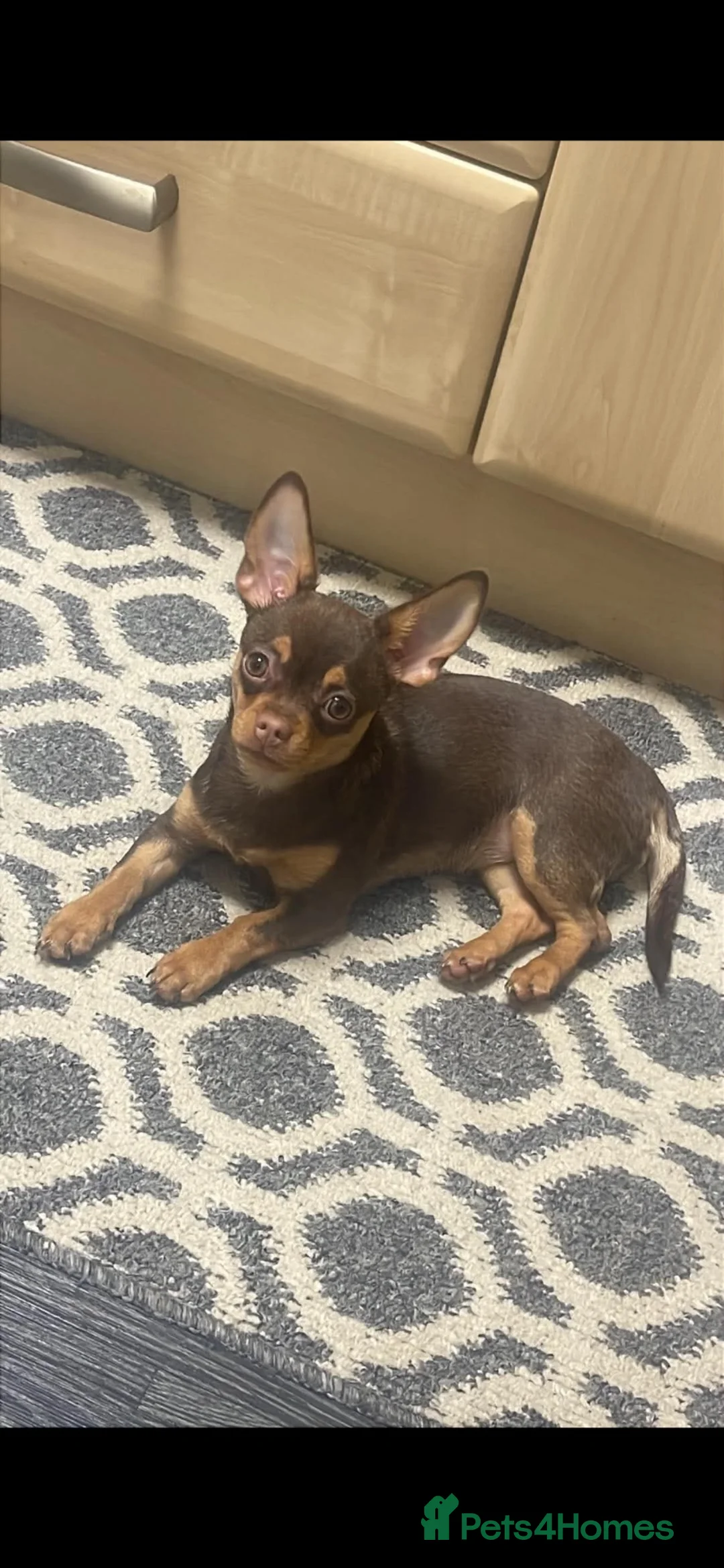 Chihuahua dogs for sale: female chihuahua - Advert 2
