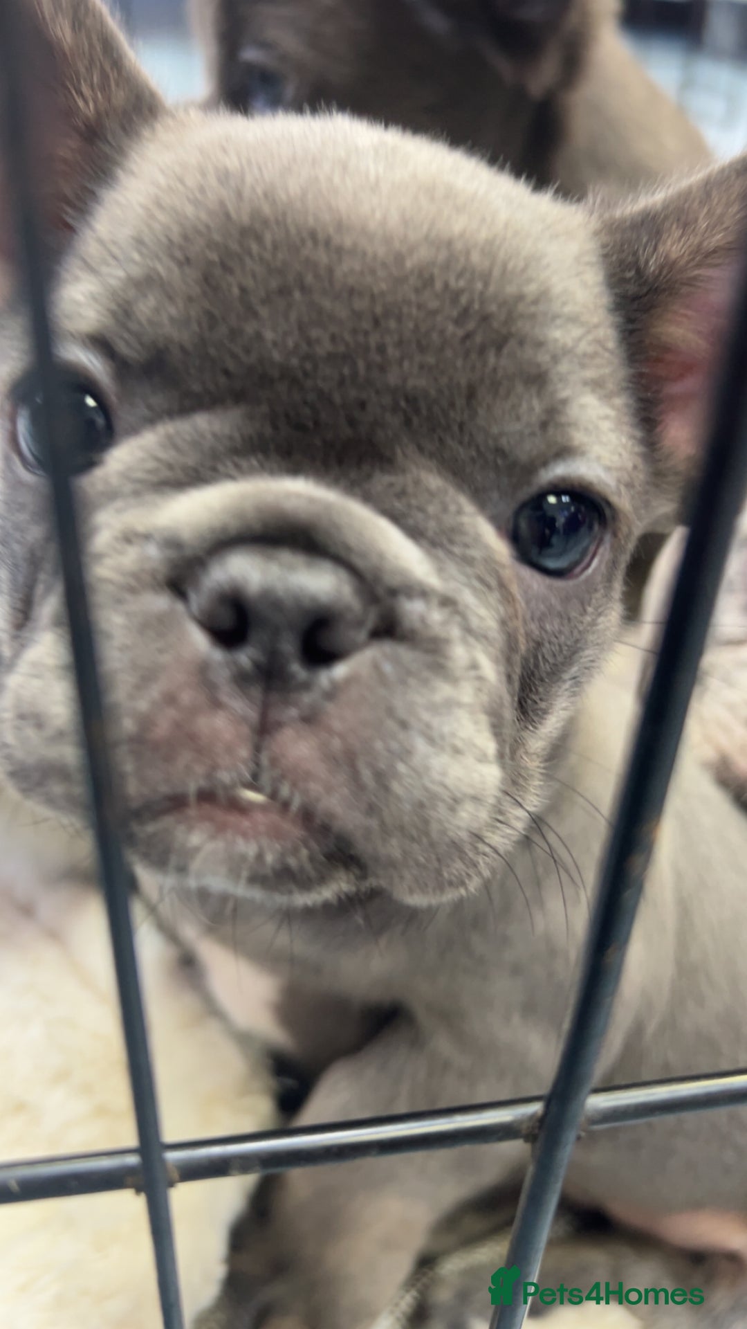 French Bulldog dogs for sale: Two, 10 Week Fluffy French Bulldogs  - Advert 6