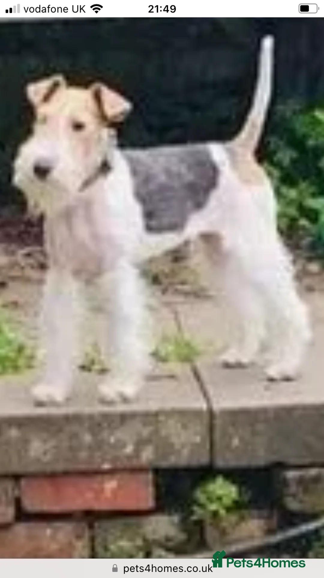 Fox Terrier dogs for sale: *Wire Haired Fox Terrier Pups* - Advert 5