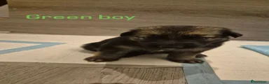 Green boy 
