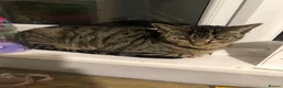 Mixed Breed cats for sale: Family of 3 beautiful cats.  in Felixstowe - Advert 11