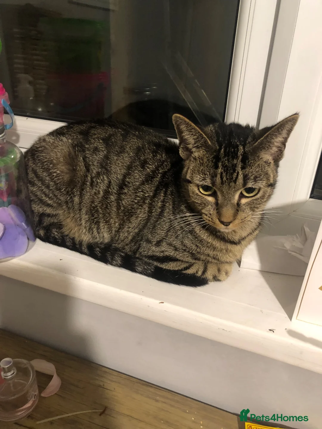 Mixed Breed cats for sale: Family of 3 beautiful cats.  in Felixstowe - Advert 11