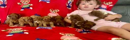 Cavapoo dogs for sale: 🐶 stunning F1B Cavapoos🐶 - Advert 17