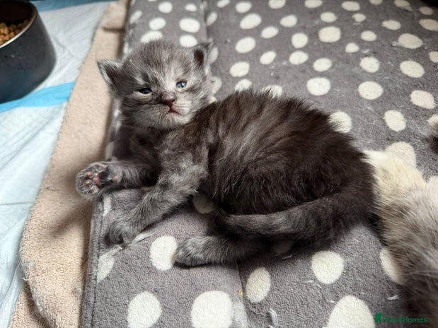 Maine Coon cats Maine Coon Kittens - Advert 3