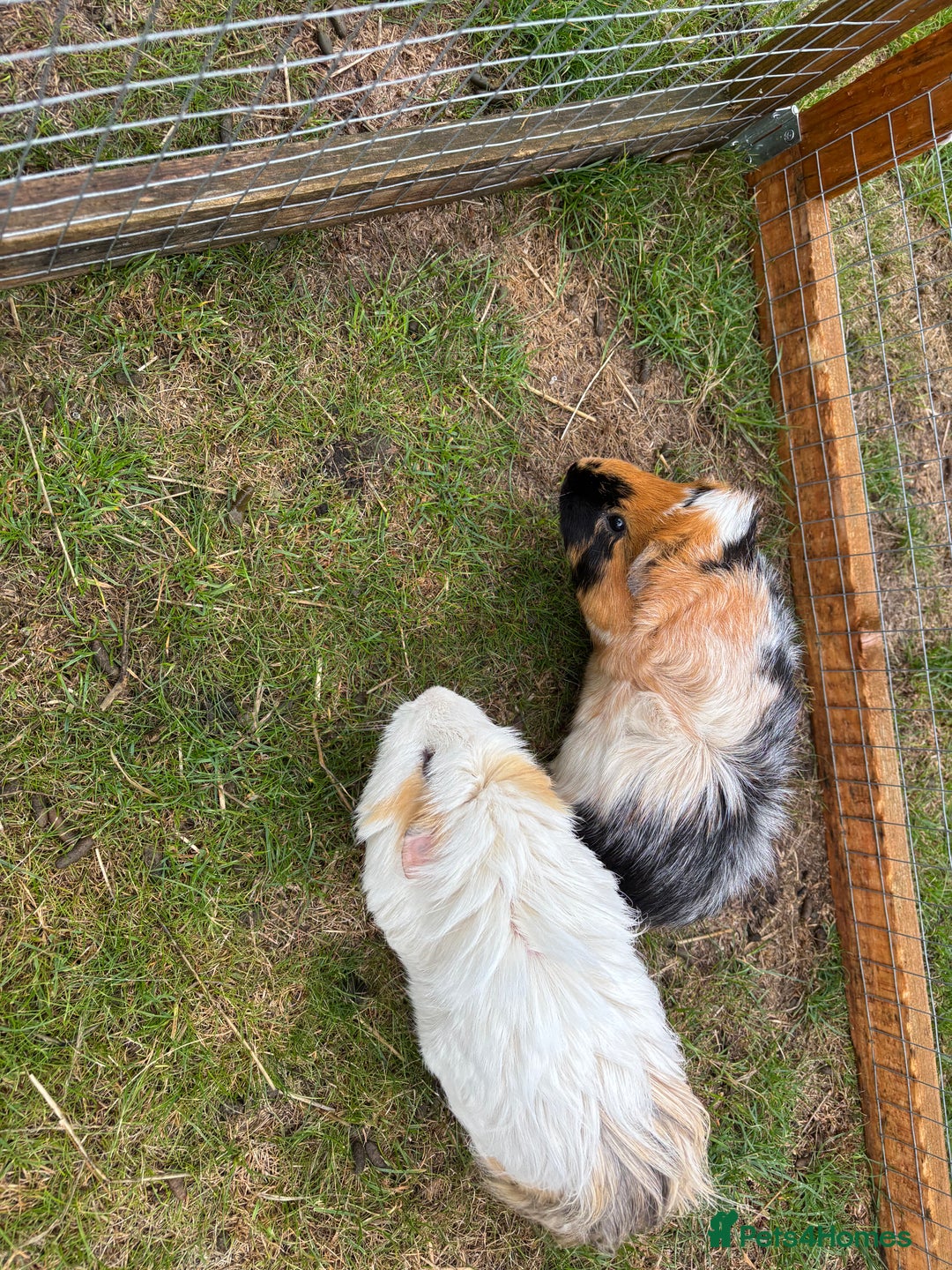 Guinea Pig rodents for sale: Marble and Peanut - Image 3
