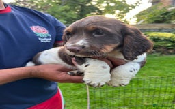 English Springer Spaniel dogs for sale: Traditional English springer spaniels  - Image 21