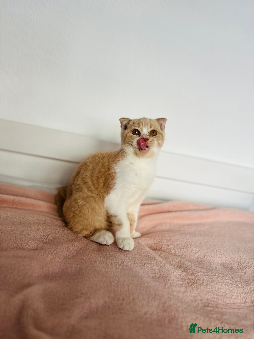 British Shorthair cats for sale: ChampionLine Kittens ready now  - Image 9