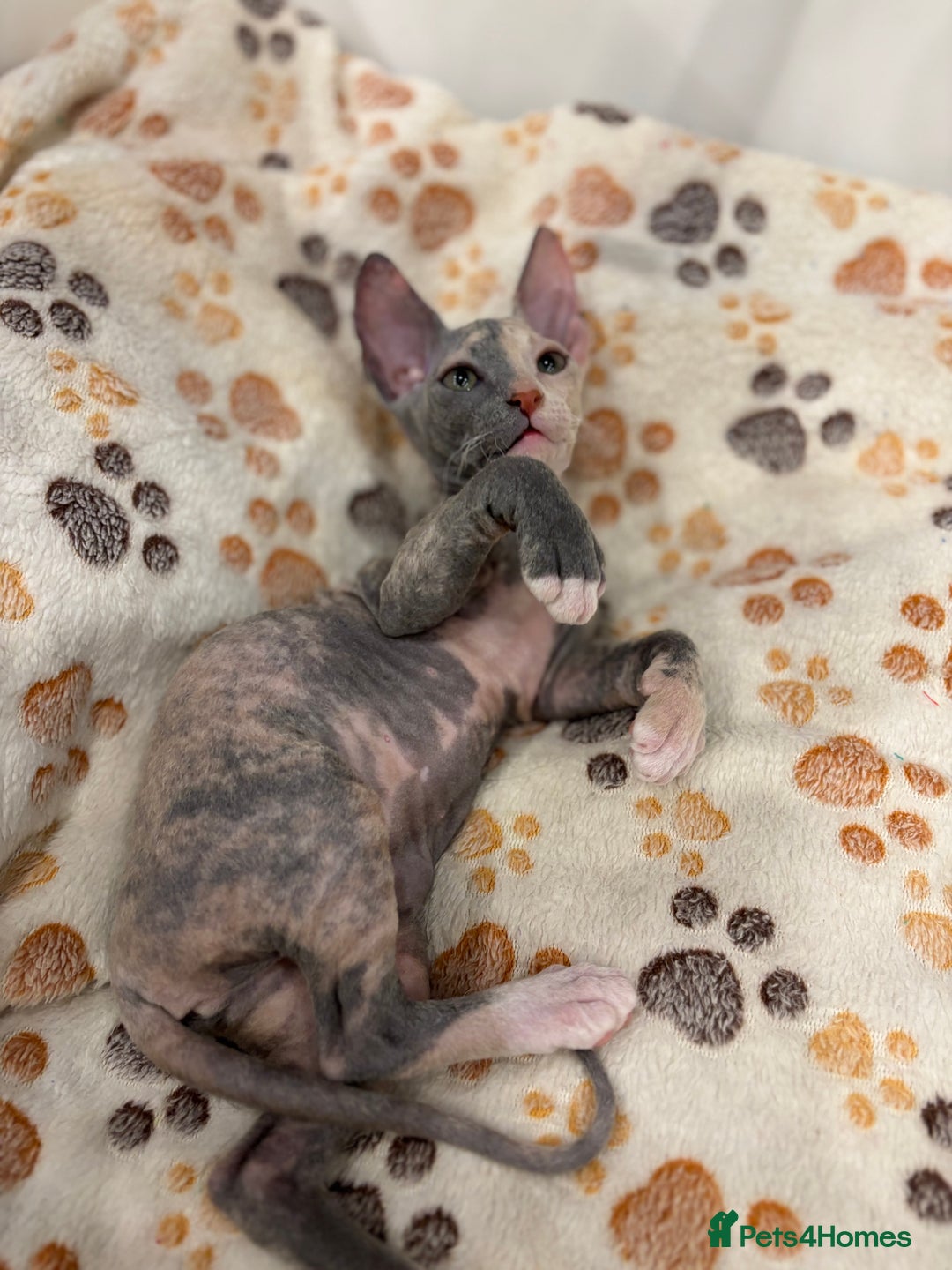 Sphynx cats for sale: Donskoy - Advert 40