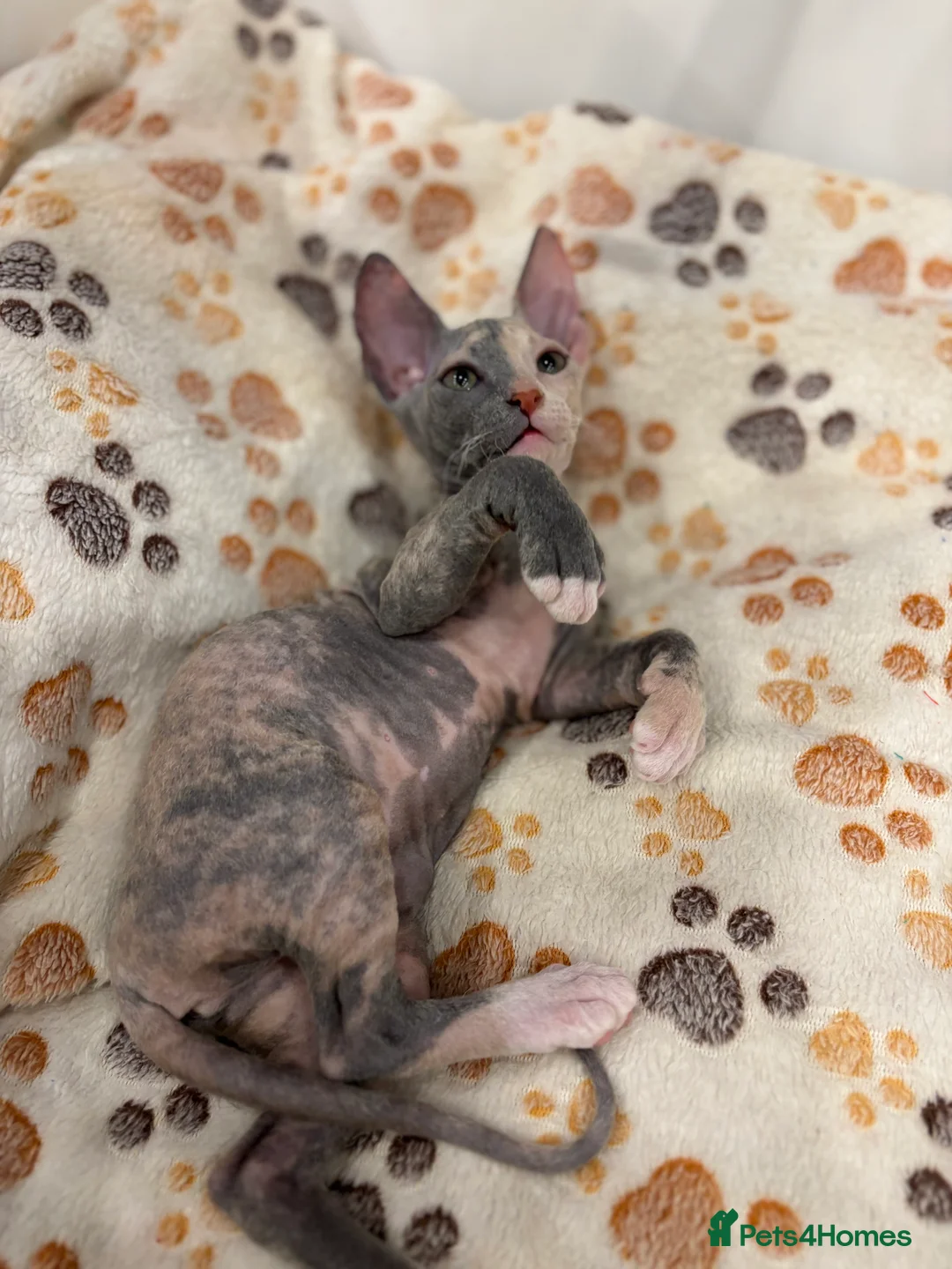 Sphynx cats for sale: Donskoy - Advert 40