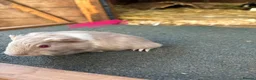 Guinea Pig rodents for sale: Guinea pigs to be reserved  - Advert 2