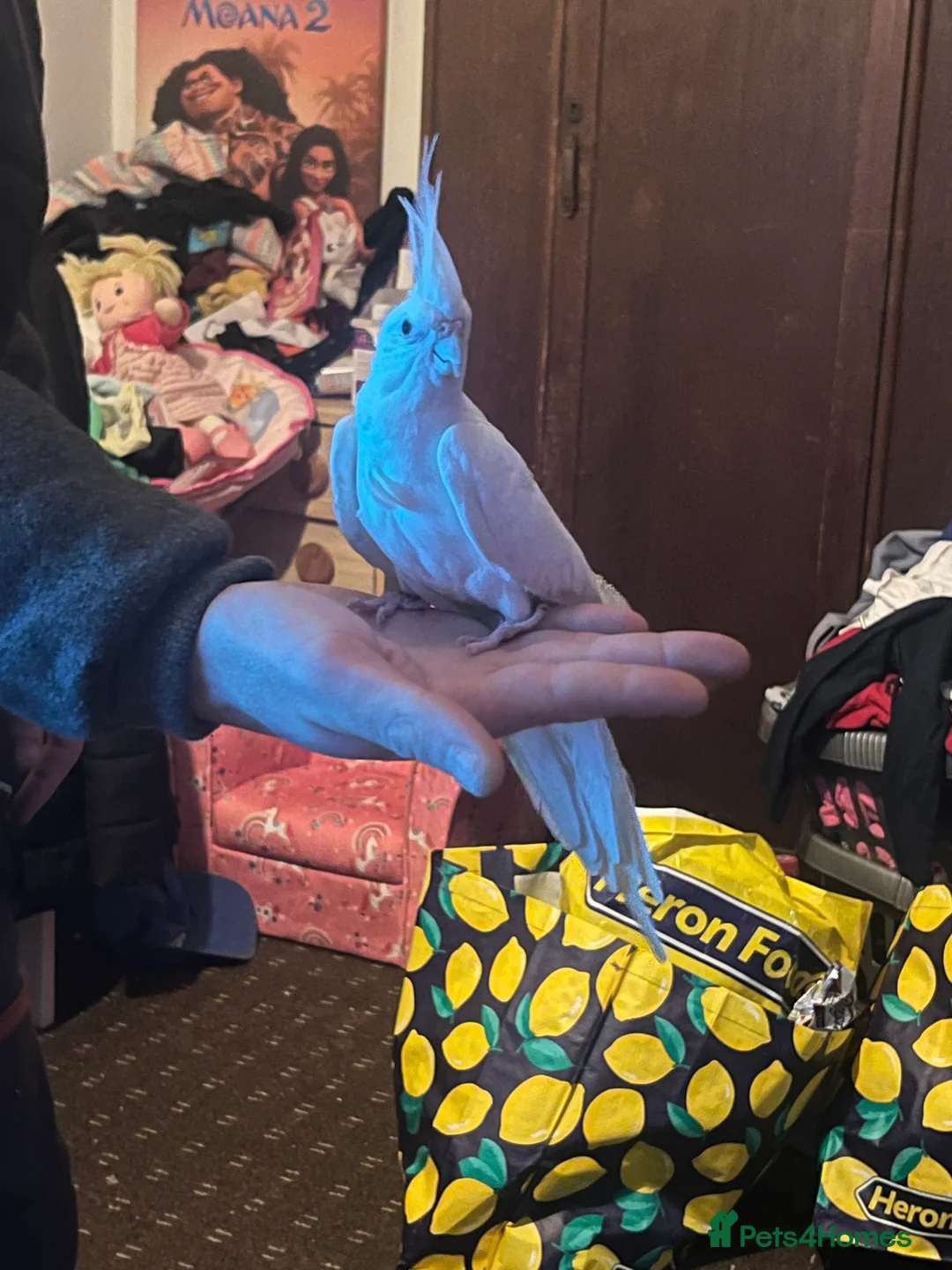 Cockatiels birds for sale: Hand tame cockatiels  - Advert 9