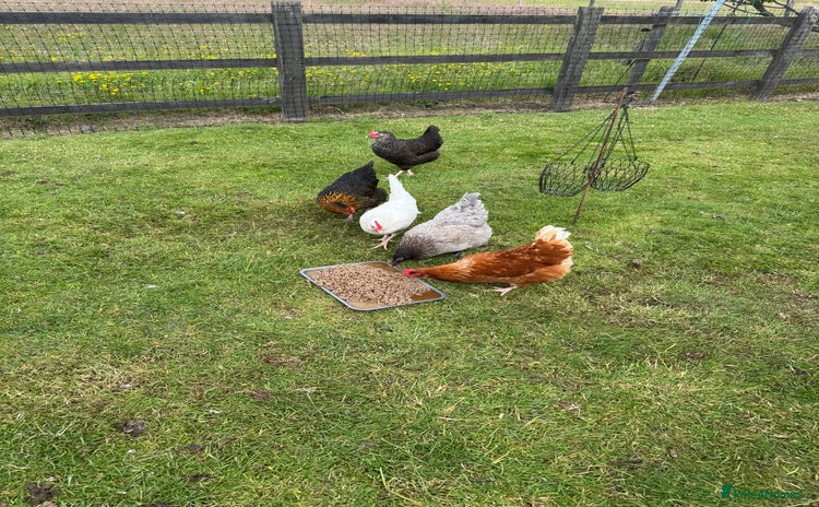 Chickens poultry - Advert 1