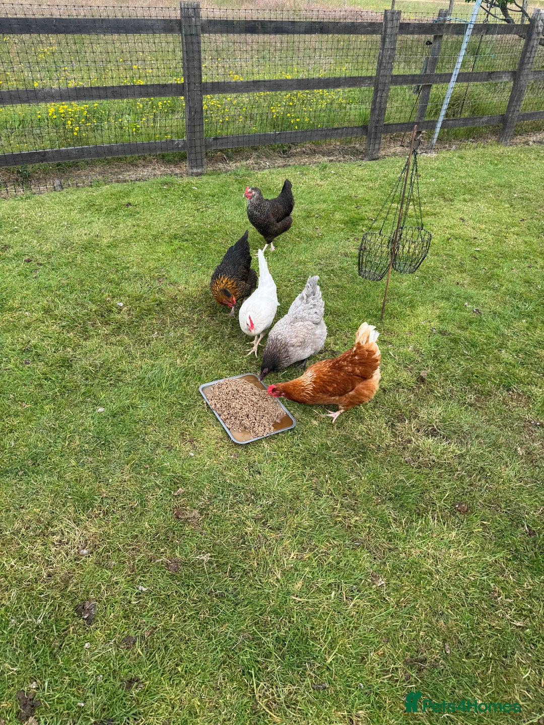 Chickens poultry for sale: 5 Laying Hens Free - Image 1