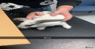 Mini Lop rabbits - Advert 5