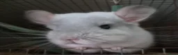 Chinchilla rodents for sale: White diamond male chinchilla  - Advert 1