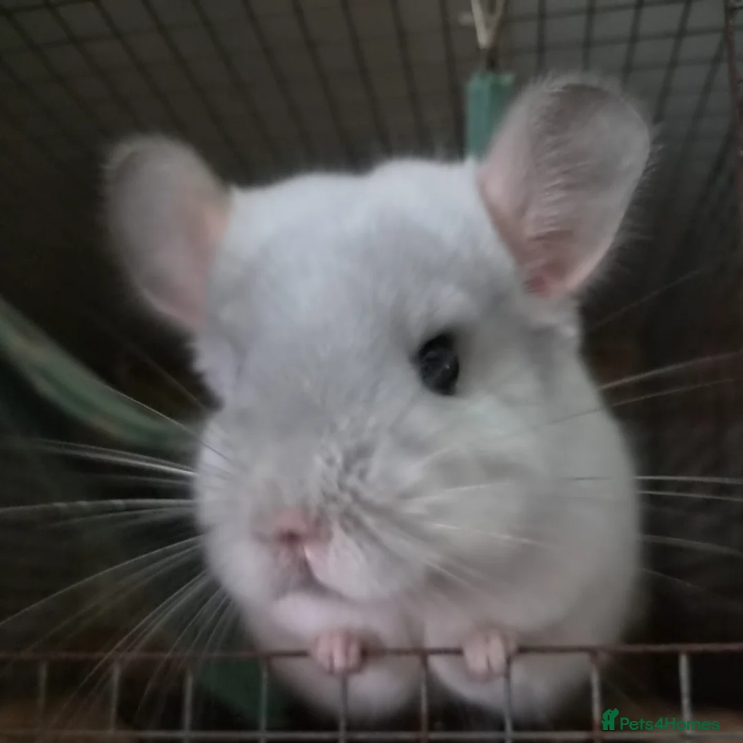 Chinchilla rodents for sale: White diamond male chinchilla  - Advert 1