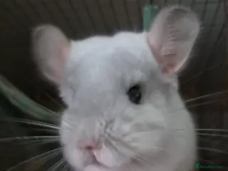 Chinchilla rodents White diamond male chinchilla - Advert 1