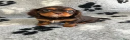 Cavalier King Charles Spaniel dogs for sale: 3 gorgeous kc health tested chocolate boys  - Advert 7