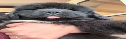 Newfoundland dogs for sale: Newfoundland puppies (waiting list enquiries only) - Advert 5