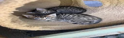 Domestic Shorthair cats for adoption: 4 kittens looking for new homes in Basingstoke - Advert 5