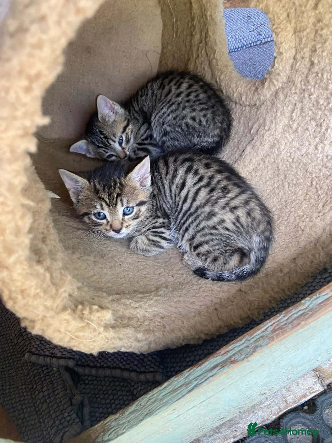 Domestic Shorthair cats for adoption: 4 kittens looking for new homes in Basingstoke - Advert 5