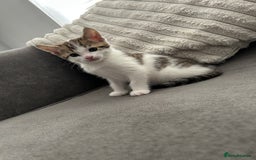 Mixed Breed cats for sale: 2 beautiful male kittens ready to go! - Image 11