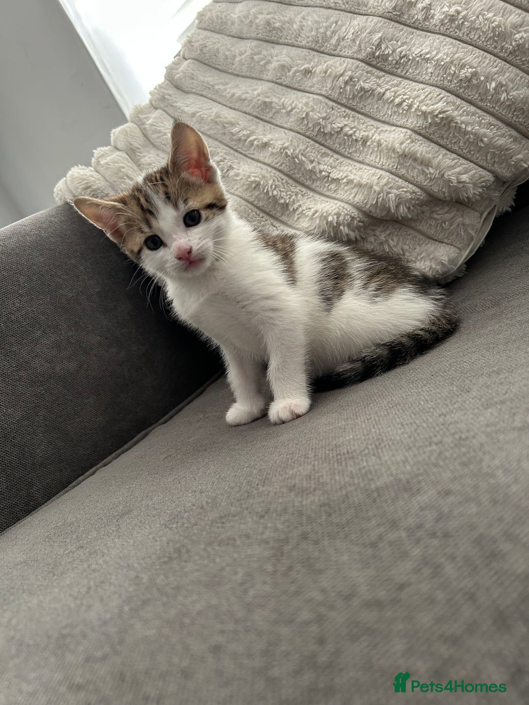 Mixed Breed cats for sale: 2 beautiful male kittens ready to go! - Image 11