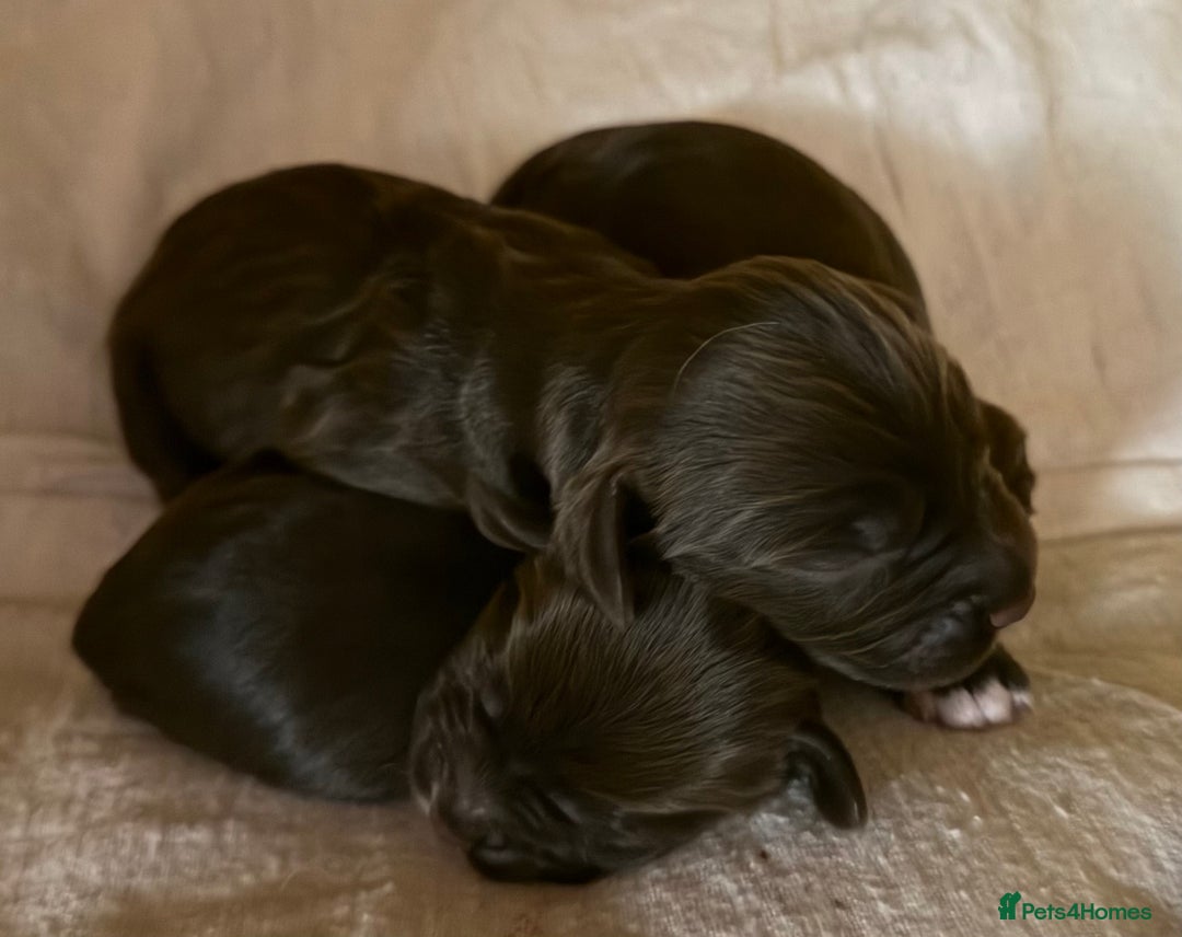 Sprocker dogs for sale: Beautiful Chocolate Sprocker Spaniels! - Image 8