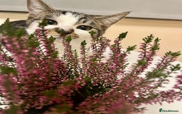 American Shorthair cats for sale: Leo & Levy - Image 6